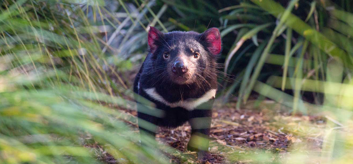 Study in the Home of the Tasmanian Devil